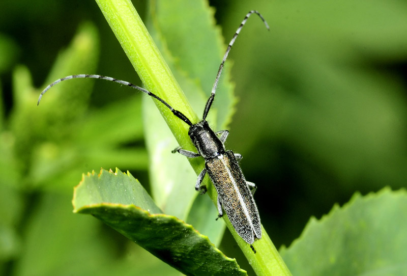 Agapanthia da det. - Agapanthia cf. cardui